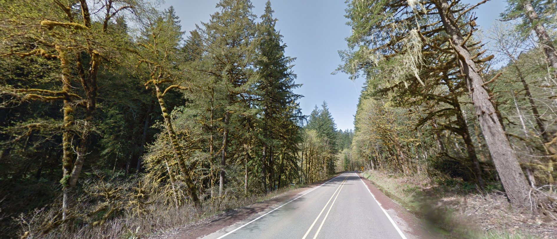 Oregon forest high
