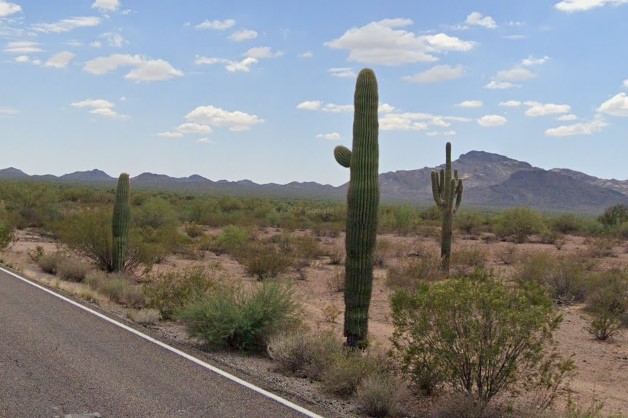 Saguaros near Mexican border
