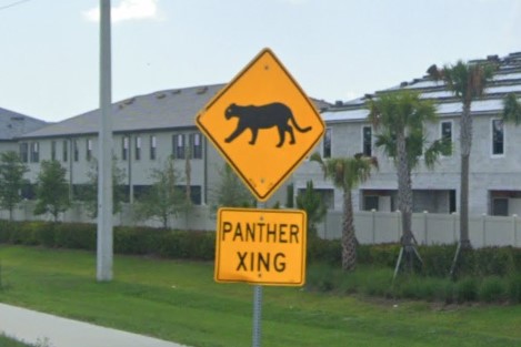 Panther Xing